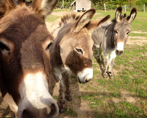 Supporting us - Hayling Island Donkeys